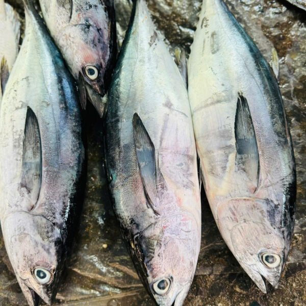 Cá ngừ cắt lát