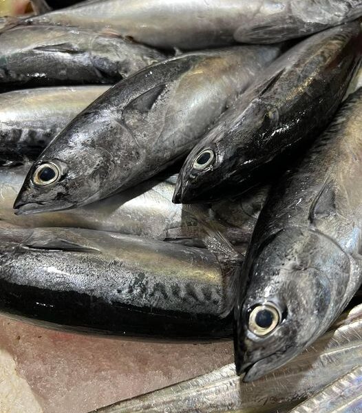 Cá ngừ ồ (size 2-3conkg)