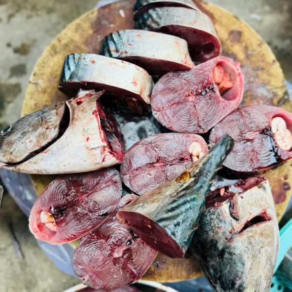 Cá Ngừ sọc dưa (Đầu, Đuôi)