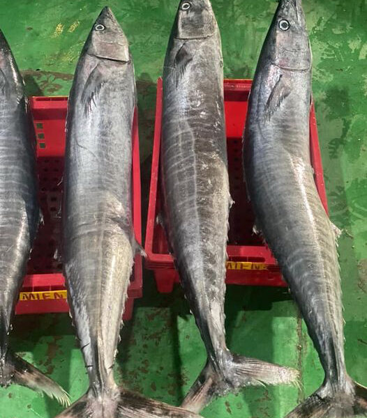 Cá thu nhồng đầu đuôi