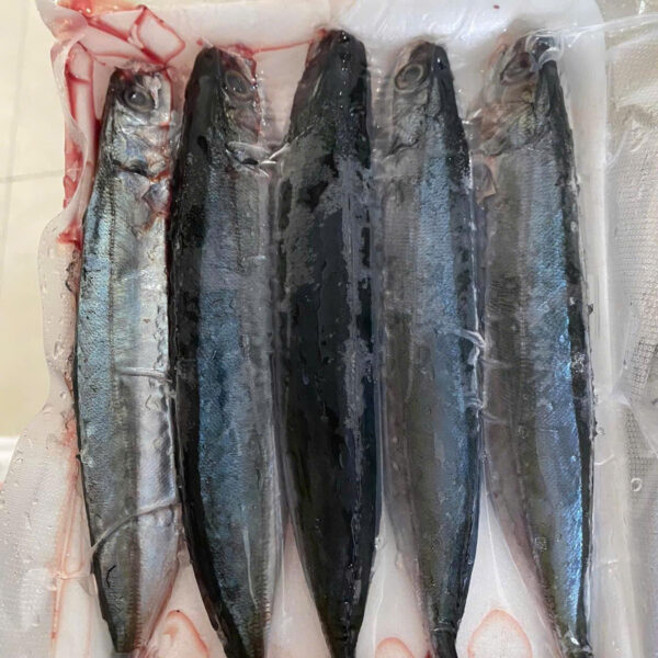 Nục suông 8-10 conkg