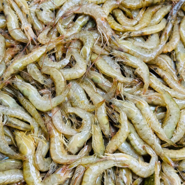 Tôm đất (chia hộp nửa kí) (2)